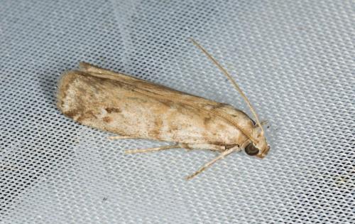 Ephestia welseriella